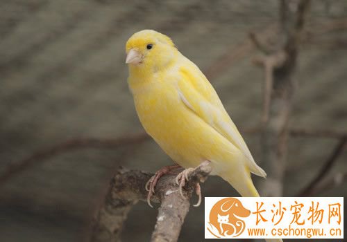 螺旋体病毒 鸟螺旋体病毒的症状及防治