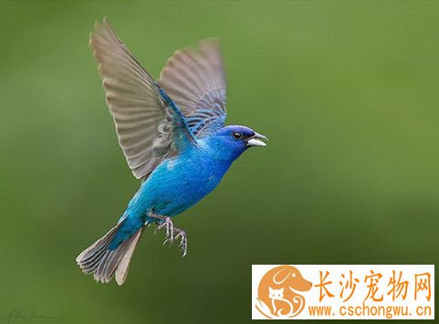 蜱病 鸟蜱病的症状及需要防治的方法