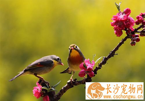 笼养鸟用药 笼养鸟用药需要注意的主要事项