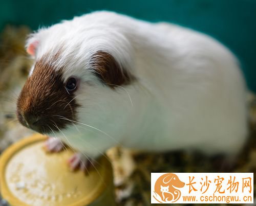 仓鼠为什么一直叫 两个方面解释它老是叫