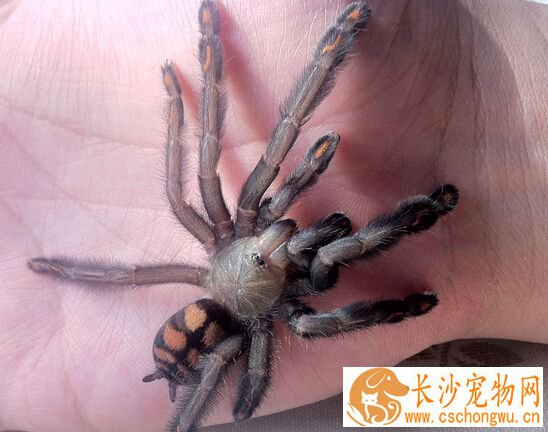 蜘蛛有毒吗 基本上宠物蜘蛛都会有毒性