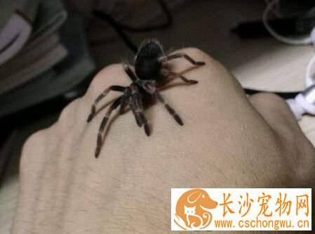 被宠物蜘蛛咬了 咬伤后的处理方法详解