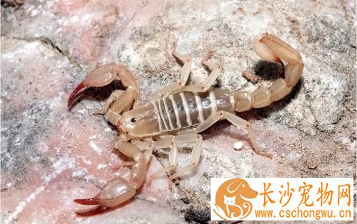 被蝎子咬了怎么办 被蝎子咬了要快速的处理