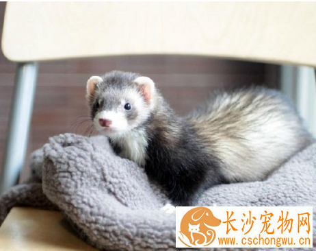 宠物貂的常见疾病 详解常见疾病及防治方法