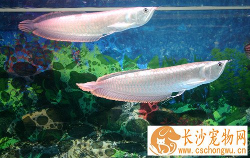银龙鱼掉眼怎么治疗 后天造成掉眼解决方法