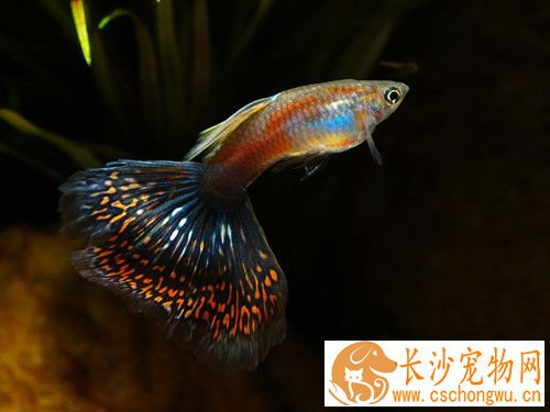 孔雀鱼疾病防治 孔雀鱼一般常见的病症