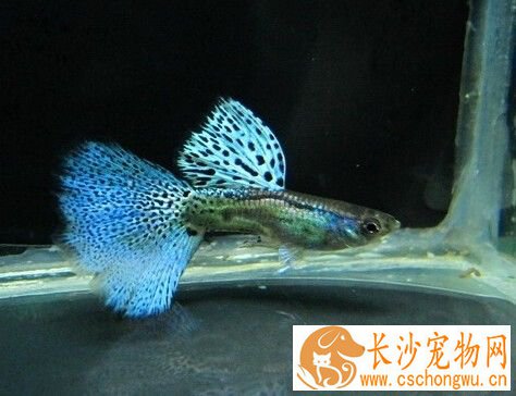 孔雀鱼烂尾怎么治 孔雀鱼烂尾症状及治疗方法