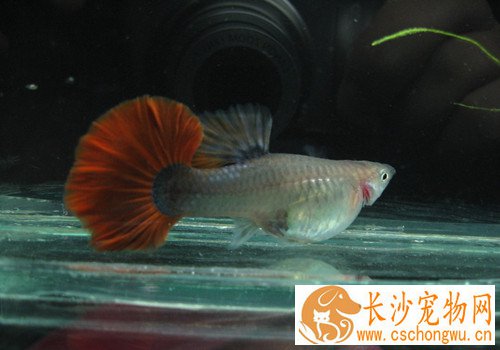 孔雀鱼为什么烂尾 长期不换水会烂尾