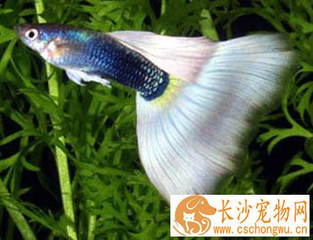 孔雀鱼烂尾病 孔雀鱼烂尾治疗及预防的方法