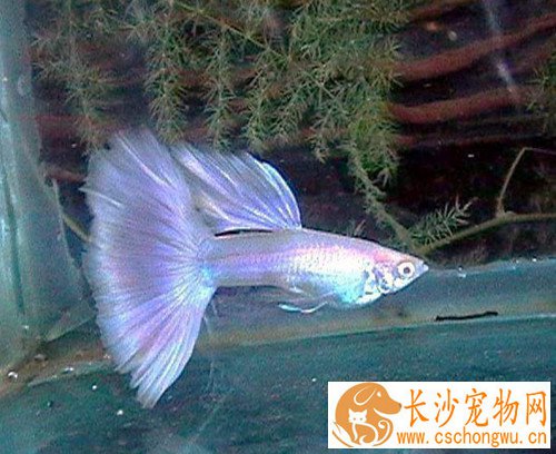 孔雀鱼针尾怎么治疗 可以使用海盐进行治疗