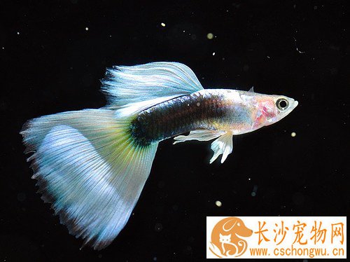 孔雀鱼水霉病怎么治 可以尝试使用食盐治疗