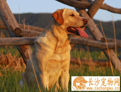金毛犬拉稀怎么办 细心观察病情变化