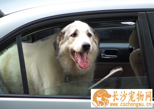 金毛犬发烧怎么办 采取物理措施缓解病痛
