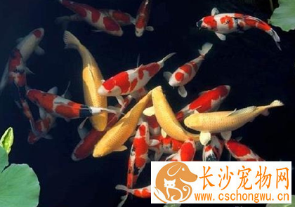 锦鲤鱼生病了怎么办 提供一个良好的环境