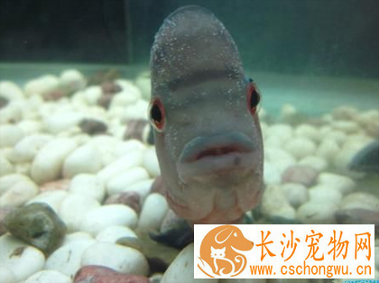 罗汉鱼白点病怎么治 水温骤变易患病