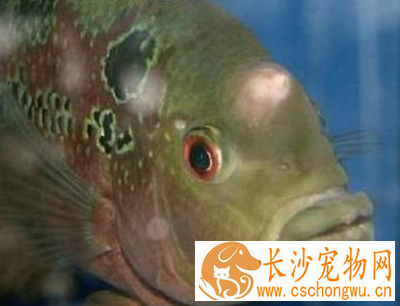 罗汉鱼头洞病怎么治 可以用药浴治疗