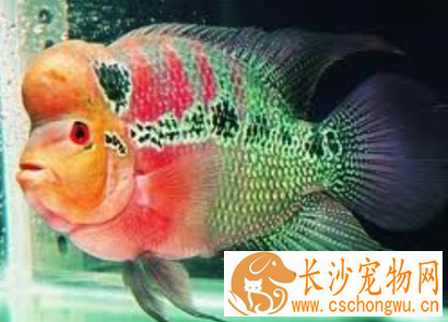 罗汉鱼突眼病怎么治疗 水质要保持好