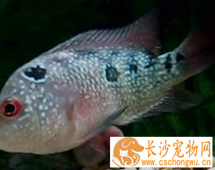 罗汉鱼腹水怎么办 腹水病比较难治疗