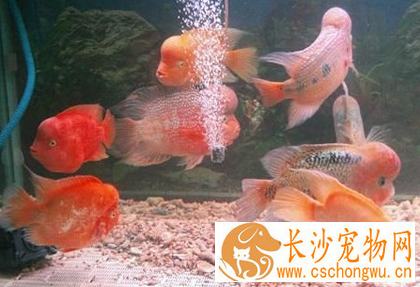 怎么预防罗汉鱼的寄生虫病 从水质预防