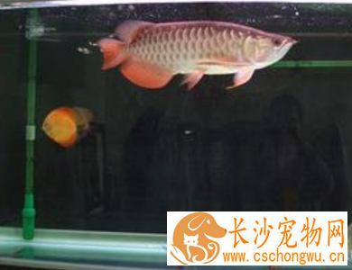 龙鱼气泡病怎么治疗 要注意水质的新鲜