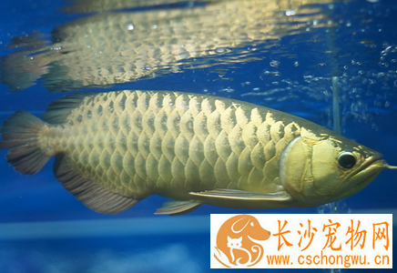 龙鱼烂身病怎么治疗 要控制好水质