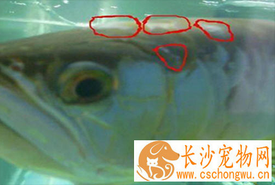 龙鱼白霉病怎么治疗 保持好水质是关键