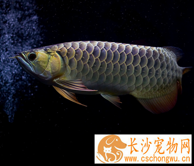 龙鱼头洞病怎么治疗 注意食物的营养均衡