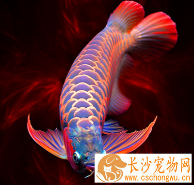 龙鱼溶鳞怎么治 水质过老容易患病