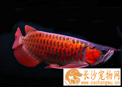 龙鱼肿斑病怎么治 确定病因再治疗