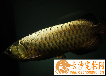 龙鱼白点病的治疗方法 可通过药物治疗