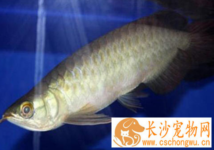 龙鱼鳔囊疾病怎么治疗 幼鱼较容易患此病