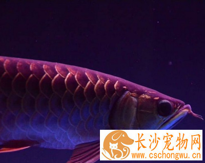 龙鱼地包怎么治疗 了解引起疾病的原因