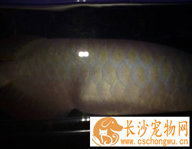 鱼腹水病怎么治疗 要喂食新鲜的食物