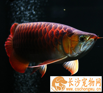 龙鱼翻鳃病怎么治疗 要合理喂食