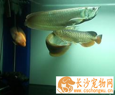 龙鱼疾病产生的原因 水质问题引起疾病