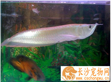 银龙鱼常见病  银龙鱼的9种常见病