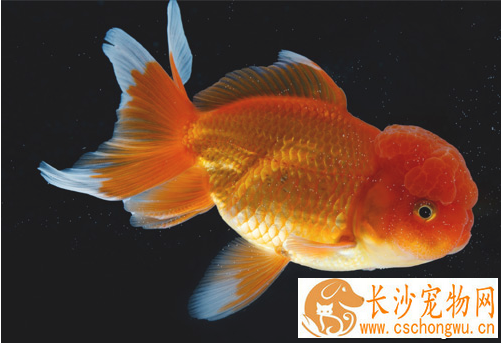 金鱼身上有白点  可能是白点病引起的