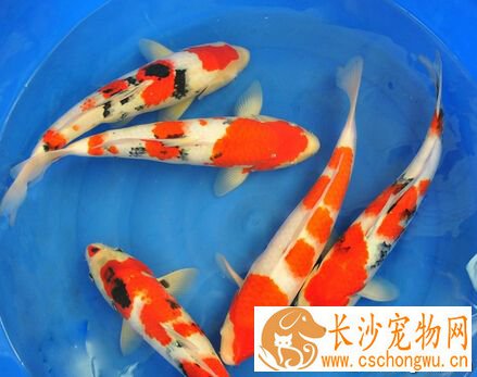 锦鲤鱼常见病 发现疾病时需及时去就诊