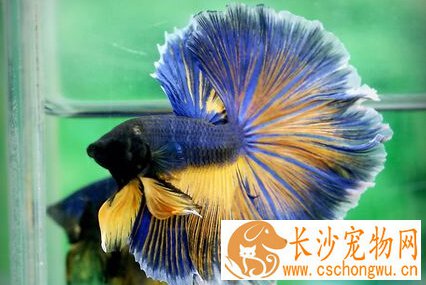 斗鱼怎么养 斗鱼常见病及解决办法