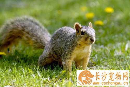 松鼠缺钙怎么办 松鼠维生素C缺乏主要症状