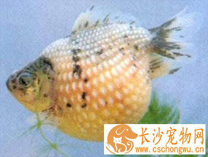 凤尾花珍珠得了白点病怎么办 不建议升温
