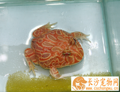 角蛙水肿怎么办 别让角蛙一直呆在水中