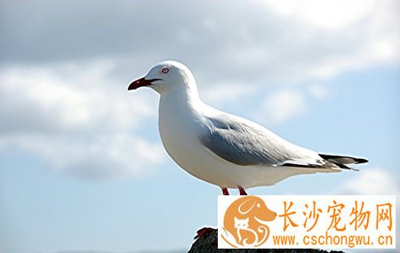 鸽瘟怎么办 靠免疫使机体来防止鸽瘟