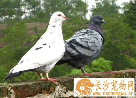 信鸽生病怎么办 信鸽抗生素的用法