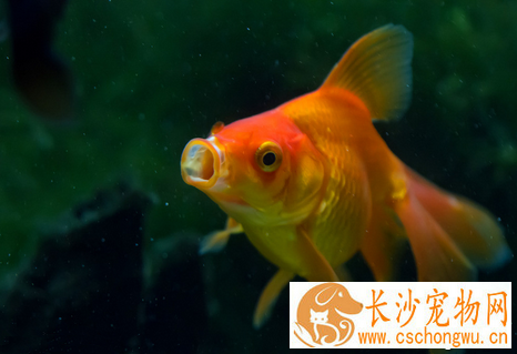 怎么使用其他抗菌药治鱼病 治疗鱼病大全