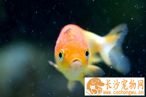 怎么使用新抗生素治鱼病 抗生素治病的方法