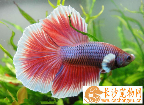 怎么使用氧化剂治鱼病 氧化剂治鱼病的方法
