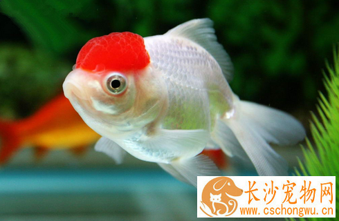 鱼全身像裹上米粉怎么办 早发现早治疗