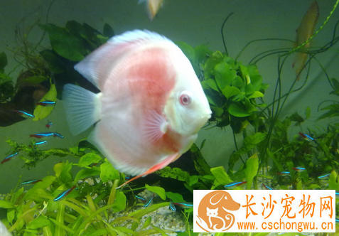七彩神仙鱼得头洞病黑死病倒立病怎么办