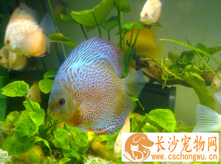 热带鱼病害越来越多怎么办 病源不同治疗方法不同